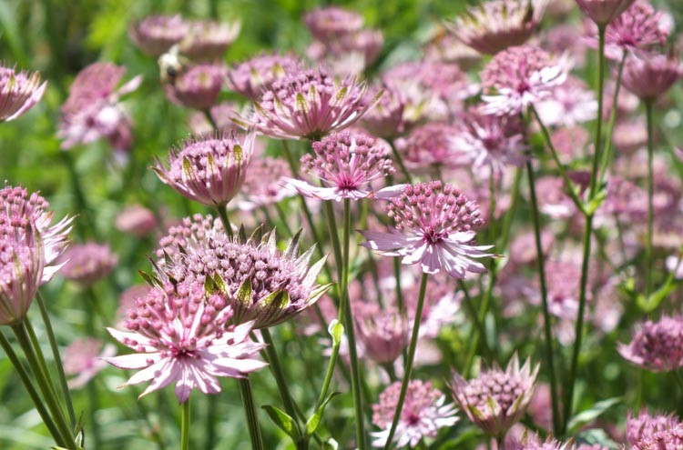 Astrantia, Astrantia major, Astrantia maxima, Masterwort, Great Masterwort, Melancoly Gentleman, Hattie's Pincushion, Largest masterwort