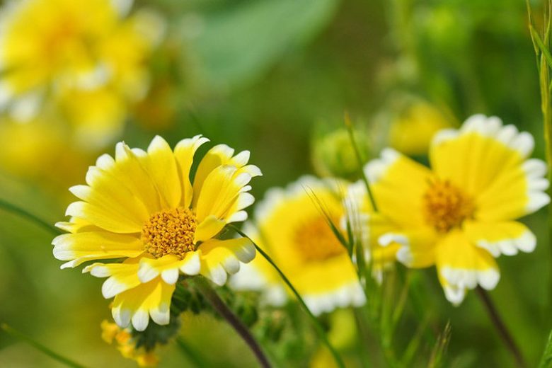 Layia platyglossa, Coastal Tidytips, Common Tidy Tips, Yellow Flowers, Bicolor Flowers, Drought tolerant flowers, Salt tolerant flowers