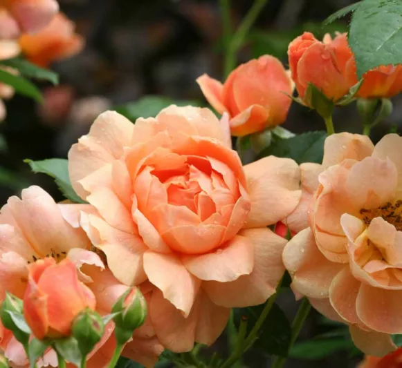 Rose 'At Last®', Rosa 'At Last®', Rosa x 'HORCOGJIL', Shrub Roses, Orange Roses, Apricot Roses, Disease Resistant Roses