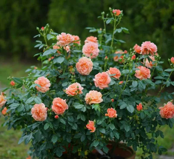 Rose 'At Last®', Rosa 'At Last®', Rosa x 'HORCOGJIL', Shrub Roses, Orange Roses, Apricot Roses, Disease Resistant Roses