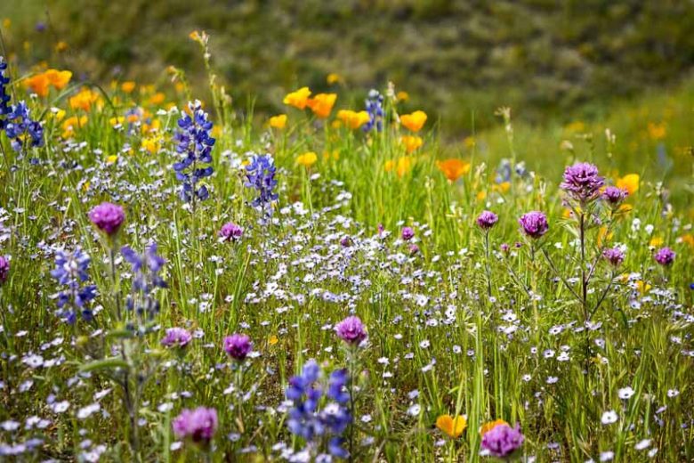 Gilia tricolor, Bird's-Eye Gilia, Bird's-Eyes, Tricolor Gilia, Drought tolerant flowers