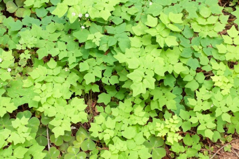 Vancouveria hexandra, American Barrenwort, White Insideout Flower, White Inside-Out-Flower, Northern Inside-Out Flower, Shade Plants, Shade Perennials, White Flowers, Groundcovers, Ground Cover