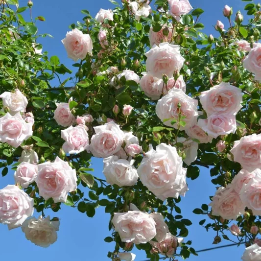 Rose New Dawn, Rosa New Dawn, David Austin Roses, English Roses, Pink roses, climbing roses, very fragrant roses, Favorite roses, AGM Roses