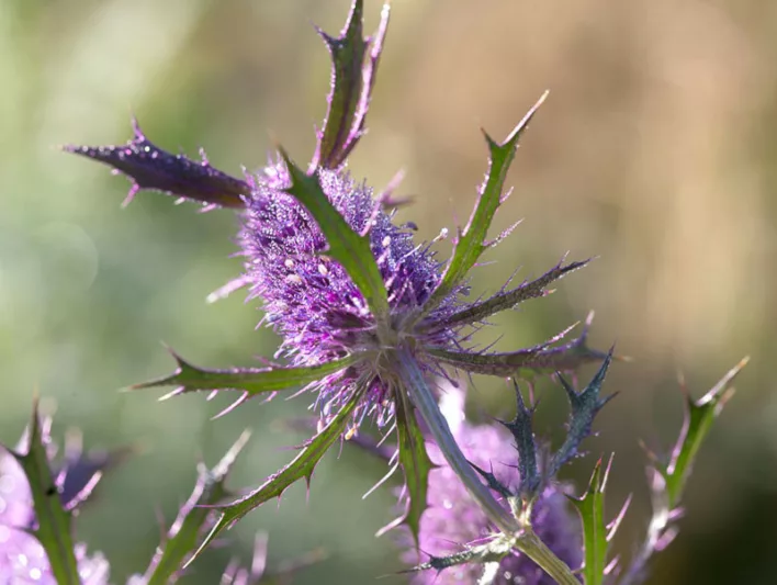 Eryngium leavenworthii, Leavenworth's Eryngo, Eryngo, False Purple Thistle, Purple flowers, Purple perennials