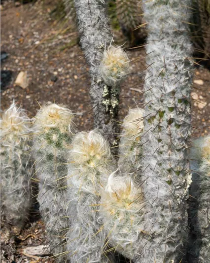 Oreocereus leucotrichus, Old Man Of The Andes, Arequipa leucotricha, Arequipa neoleucotricha, Borzicactus leucotrichus, Echinocactus leucotrichus