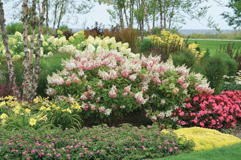 Pinky Winky Hydrangea, Hydrangea Pinky Winky, Hydrangea paniculata Pinky Winky. Panicle Hydrangea