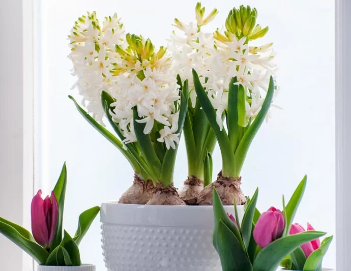 Hyacinth White Pearl, Hyacinth 'White Pearl', Dutch Hyacinth White Pearl, Hyacinthus Orientalis White Pearl, Common Hyacinth, Spring Bulbs, Spring Flowers, white hyacinth, early spring bloomer, mid spring bloomer