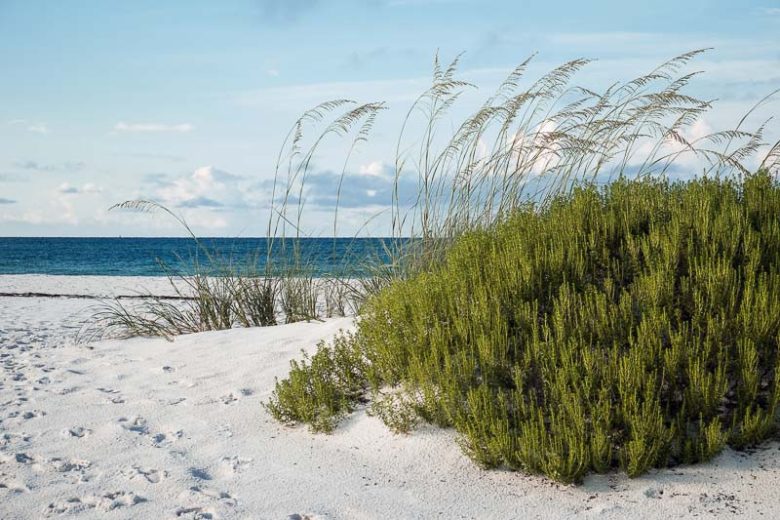 Ceratiola ericoides, Sand Heath, Sandhill Rosemary, Florida Rosemary, Evergreen shrub, Mediterranean Plant, Perennial Shrub