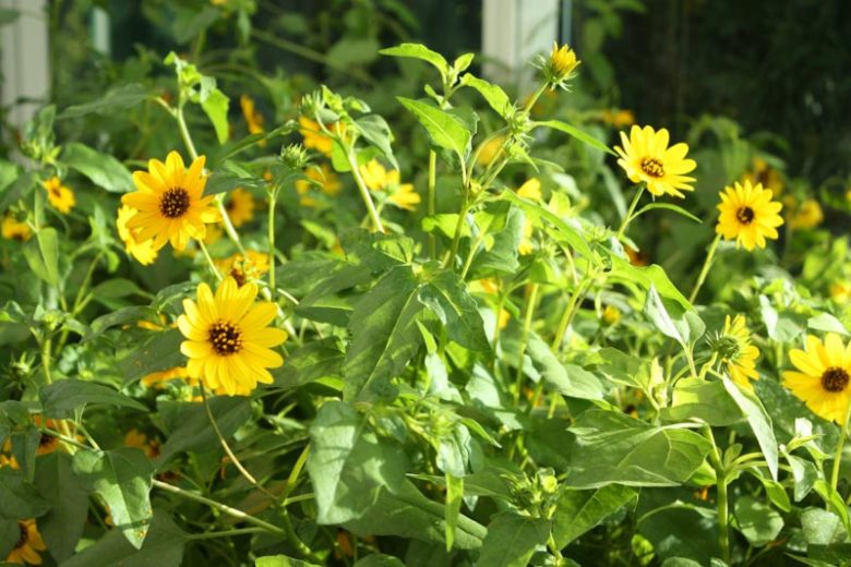 Helianthus debilis, Beach Sunflower, Dune Sunflower, Cucumber-leaf Sunflower, Cucumberleaf Sunflower, Yellow Flowers, Yellow Annuals, Beach Flower