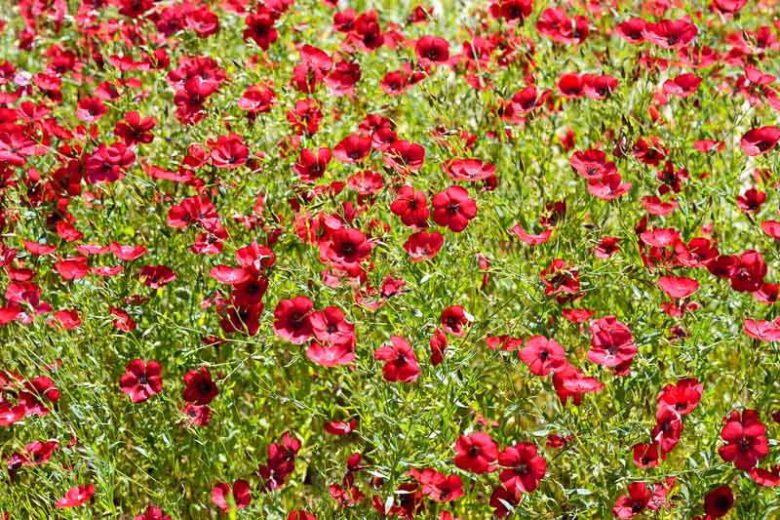 Linum perenne, Perennial Flax, Blue Flax, Lint Bells, Prairie Flax, Drought tolerant perennials, Blue perennial flowers, Evergreen perennial, Low maintenance perennial
