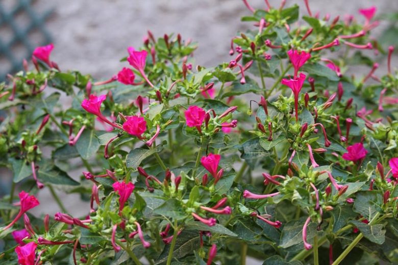 Mirabilis jalapa, Marvel of Peru, Four O'Clock Flower, False Jalap, Four O'Clock Plant, Garden Jalap, Jalap Plant, Marvel of the World, Pretty-By-Night, Japanese Wonder Flower, Pearl of Egypt,