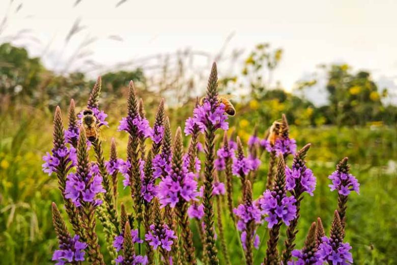 Verbena hastata, American Blue Vervain, American Simpler's Joy, Blue Vervain, Ironweed, Wild Hyssop, Purple summer flowers, Drought Tolerant plant