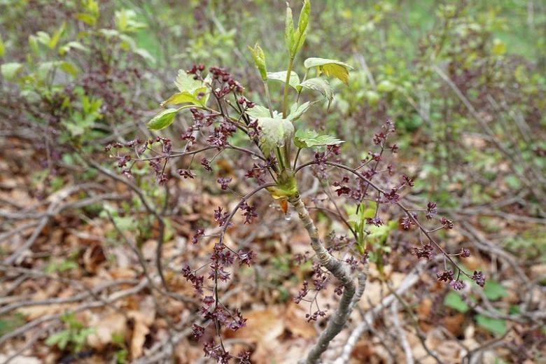 Xanthorhiza simplicissima, Yellowroot, Yellow Root, Shrub Yellowroot, Xanthorhiza apiifolia