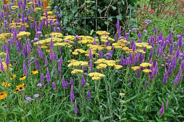 Achillea Millefolium 'Terracotta', Achillea 'Terracotta', 'Terracotta' Yarrow, Common Yarrow, Milfoil, Carpenter's Weed, Achillea Millefolium, yarrow plant, yarrow flower, summer perennial, drought tolerant perennial, orange flowers, yellow flowers