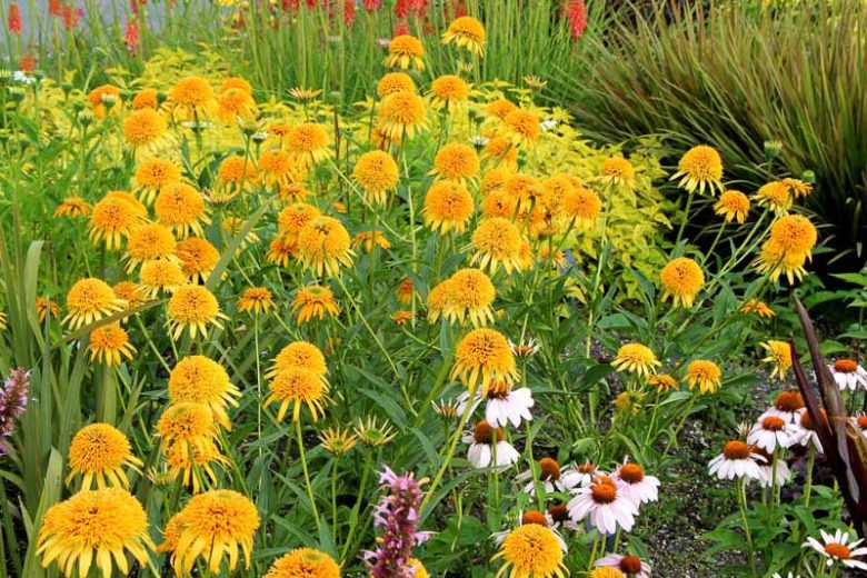 Echinacea 'Secret Glow, Coneflower 'Secret Glow', Orange coneflower, Orange coneflowers, Orange Echinacea, Double coneflower, Double coneflowers, Double Echinacea, Coneflower, Coneflowers