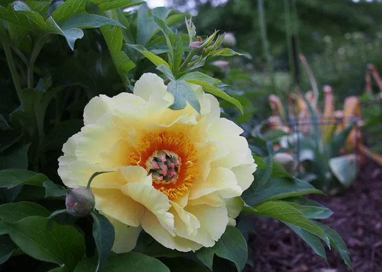Paeonia 'Garden Treasure', Peony 'Garden Treasure', 'Garden Treasure' Peony, Itoh Peony 'Garden Treasure', Intersectional Peony 'Garden Treasure', Yellow Peonies, Yellow flowers, Fragrant Peonies