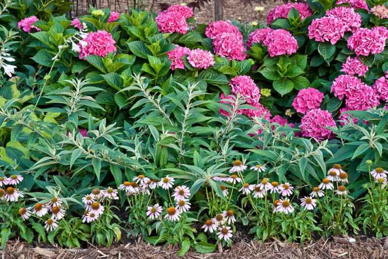 Hydrangea Macrophylla Cityline® Venice, Cityline® Venice Hydrangea, Bigleaf Hydrangea Cityline® Venice, Mophead Hydrangea Venice, Blue hydrangea, Pink Hydrangea, Purple Hydrangea