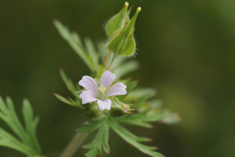 Geranium carolinianum, Carolina Geranium, Wild Geranium, Carolina Cranesbill, Hardy Geraniums, Hardy Geraniums, Pink Geranium, Pink Cranesbill
