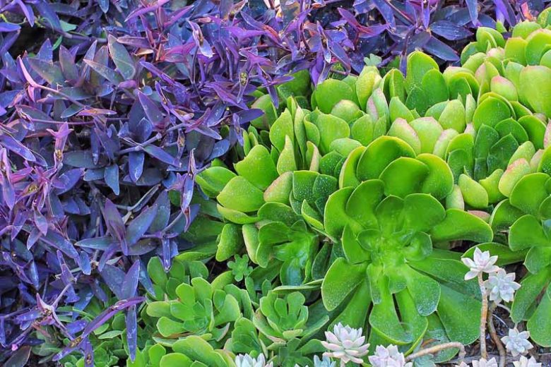 tradescantia pallida purple heart, aeonium