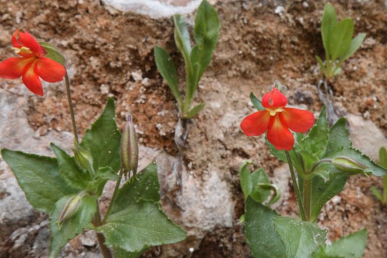 Mimulus cardinalis, Scarlet Monkey Flower, Scarlet Monkeyflower, Cardinal Monkey Flower, Crimson Monkeyflower, Diplacus cardinalis, Red flowers, Southwest natives
