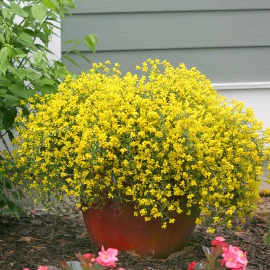 Genista Lydia Bangle®, Lydian Broom, Mediterranean plants, Mediterranean shrubs, Yellow flowers