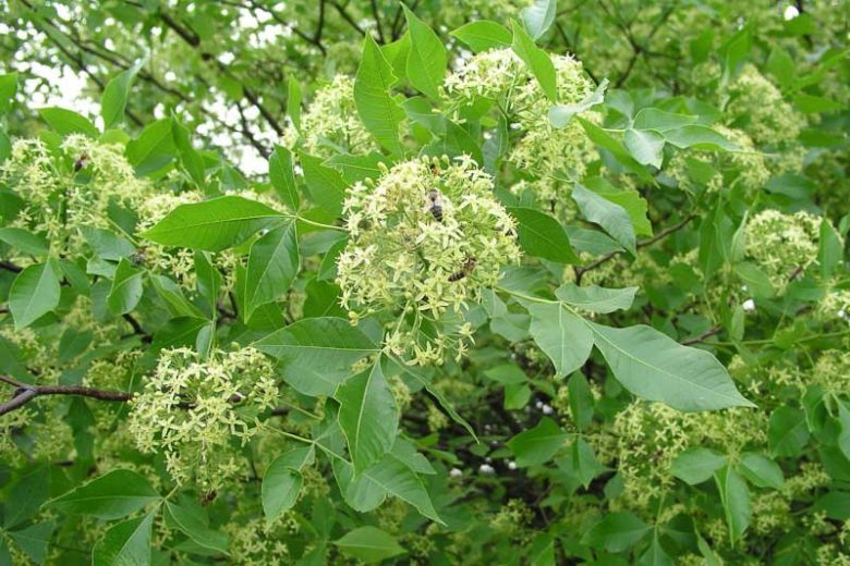 Ptelea trifoliata, Hop Tree, Shrubby Trefoil, Stinking Ash, Swamp Devil's Bit, Swamp Dogwood, Wafer Ash, Water Ash, Wing Seed