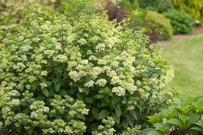 Hydrangea Paniculata Sundae Fraise, Strawberry Sundae Hydrangea, Hydrangea Sundae Fraise, Panicle Hydrangea Sundae Fraise, Paniculate Hydrangea Sundae Fraise, Hydrangea paniculata 'Strawberry Sundae',