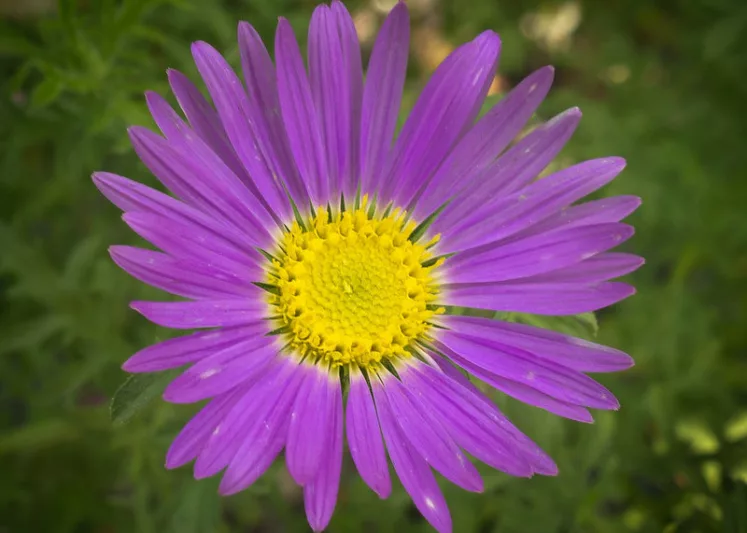 Machaeranthera tanacetifolia,Tahoka Daisy, Tansy-Aster, Tansey-Leaf Tansy-Aster, Aster tanacetifolius, Machaeranthera coronopifolia, Machaeranthera parthenium, Summer Perennials, Summer Flowers, Lavender Asters, Blue Asters