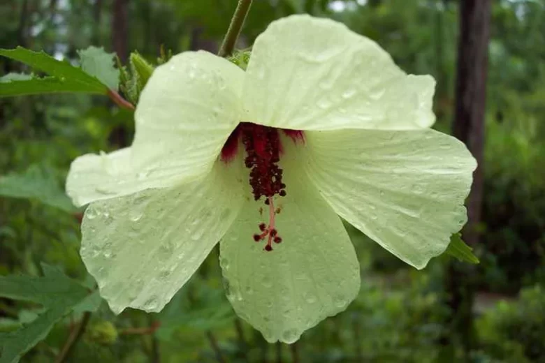 Hibiscus aculeatus, Hardy Hibiscus, Comfortroot, Big Thicket Hibiscus, Pineland Hibiscus, Hibiscus scaber, Native Hibiscus, White Hibiscus, Yellow Hibiscus