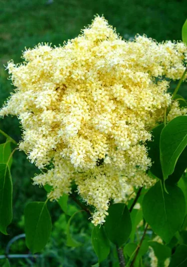 Syringa reticulata subsp. pekinensis 'Beijing Gold',Pekin Lilac 'Beijing Gold', Chinese Tree Lilac 'Beijing Gold', Syringa pekinensis 'Beijing Gold', Pekin Lilac 'Zhang Zhiming', Chinese Tree Lilac 'Zhang Zhiming', Syringa pekinensis 'Zhang Zhiming', Yellow lilac, Fragrant Lilac,