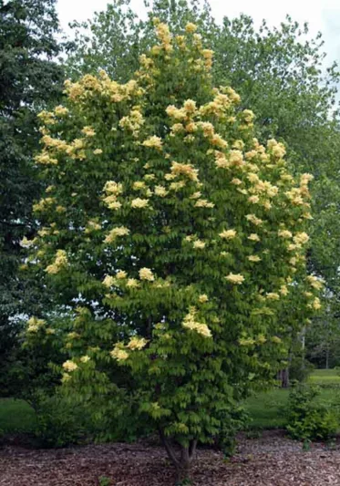 Syringa reticulata subsp. pekinensis 'Beijing Gold',Pekin Lilac 'Beijing Gold', Chinese Tree Lilac 'Beijing Gold', Syringa pekinensis 'Beijing Gold', Pekin Lilac 'Zhang Zhiming', Chinese Tree Lilac 'Zhang Zhiming', Syringa pekinensis 'Zhang Zhiming', Yellow lilac, Fragrant Lilac,