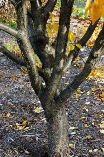 Syringa reticulata subsp. pekinensis 'Beijing Gold',Pekin Lilac 'Beijing Gold', Chinese Tree Lilac 'Beijing Gold', Syringa pekinensis 'Beijing Gold', Pekin Lilac 'Zhang Zhiming', Chinese Tree Lilac 'Zhang Zhiming', Syringa pekinensis 'Zhang Zhiming', Yellow lilac, Fragrant Lilac,