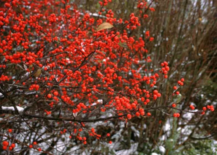 Ilex Verticillata Berry Heavy®, Winterberry Berry Heavy®, red berries, evergreen shrub, American winterberry, Aquifoliaceae, Berry, holly, Ilex, winter shrub