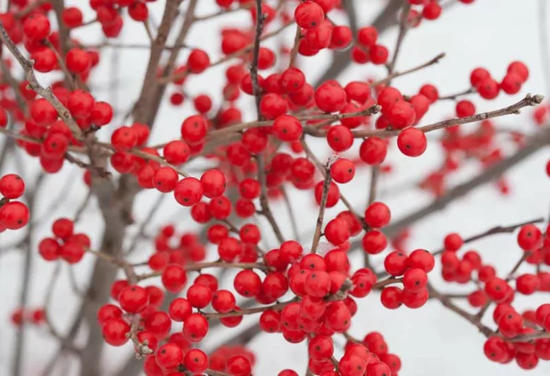 Ilex Verticillata Berry Poppins®, Winterberry Berry Poppins®, red berries, evergreen shrub, American winterberry, Aquifoliaceae, Berry, holly, Ilex, winter shrub
