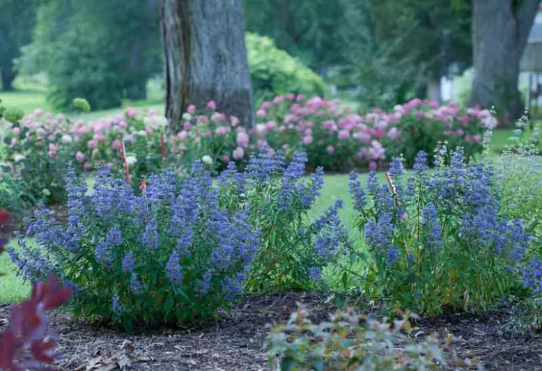 Caryopteris x clandonensis 'Beyond Midnight®', Bluebeard 'Beyond Midnight®', Beyond Midnight® Bluebeard, Beyond Midnight® Blue Mist Spiraea, Blue Flowers, Blue Spiraea