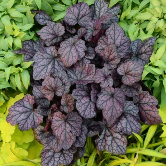 Heuchera 'Grape Expectations', Coral Bells 'Grape Expectations', Alum Root 'Grape Expectations, Coral Flower 'Grape Expectations, Shade plants, Evergreen plants, Evergreen Heuchera, Evergreen Coral Bells, Evergreen Alum Root