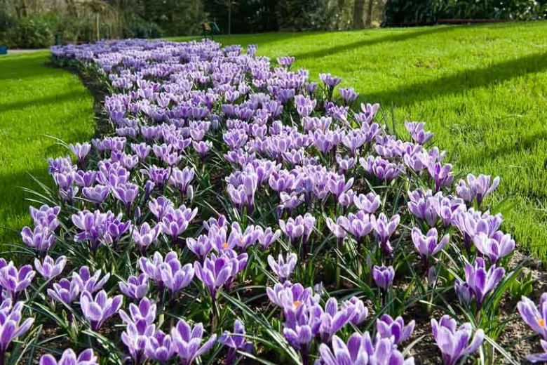 Crocus 'King of the Striped', Crocus vernus King of the Striped, Dutch crocus King of the Striped, Giant Dutch Crocus Pickwick, Spring Bulbs, Spring Flowers, early spring bulb