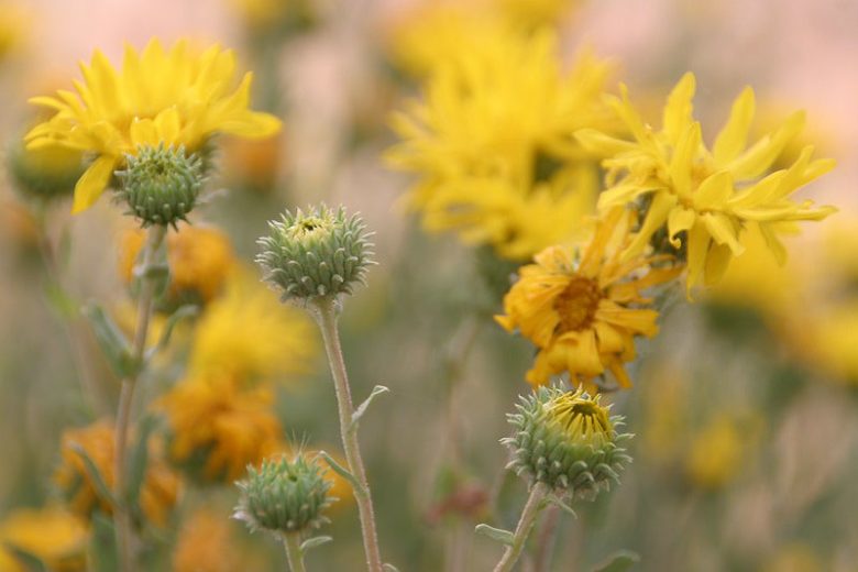 Grindelia camporum, Great Valley Gumweed, Yellow flowers, California Native Plants, California Native  Wildflowers, California Native Perennials