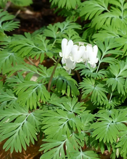 Dicentra canadensis, Squirrel Corn, Bicuculla canadensis, White Flowers, Shade Perennial