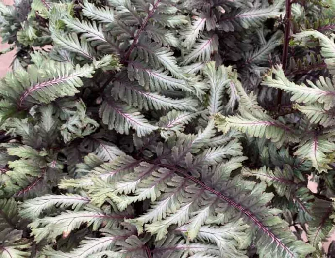 Athyrium niponicum 'Crested Surf', Athyrium 'Crested Surf', Crested Japanese Painted Fern, Athyrium 'Crested Surf', Shade plants, shade perennial, plants for shade, plants for wet soil