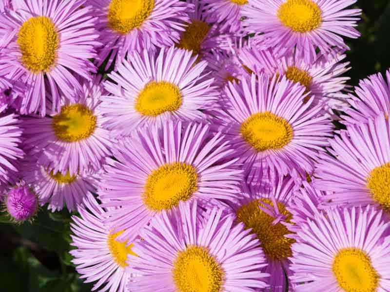 Erigeron,  Fleabanes, Mexican Daisy, Seaside Daisy, Showy Fleabane, Summer Flowers