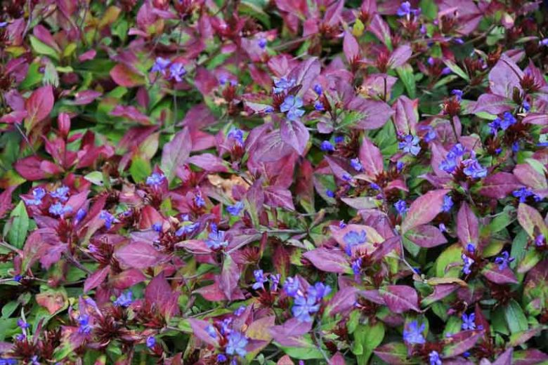 Ceratostigma plumbaginoides, Dwarf Plumbago, Blue Ceratostigma, Hardy Blue-Flowered Leadwort, Ceratostigma larpentiae, Plumbago larpentiae, Blue Flowers, Blue Groundcover
