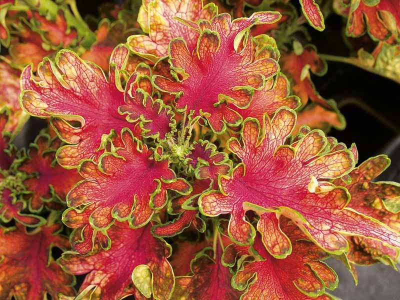 Coleus, Annual Plants, Coleus Plant, Coleus Flower, Shade Plant, Coleus scutellarioides, Plectranthus scutellarioides, Solenostemon scutellarioides