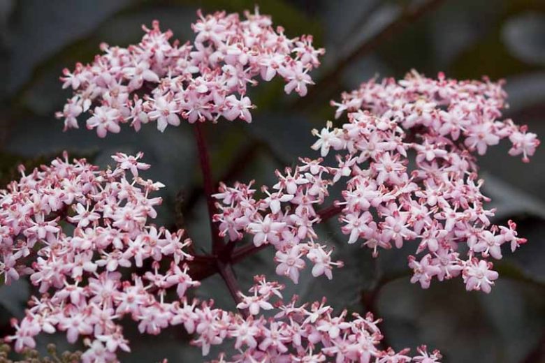 Sambucus nigra Black Beauty®, Elderberry 'Gerda', Elder 'Gerda', European Elder 'Gerda', Black Elder 'Gerda', Sambucus nigra f. porphyrophylla Black Beauty®, Sambucus Black Beauty®, Sambucus nigra f. porphyrophylla 'Gerda', Dark Foliage Shrub
