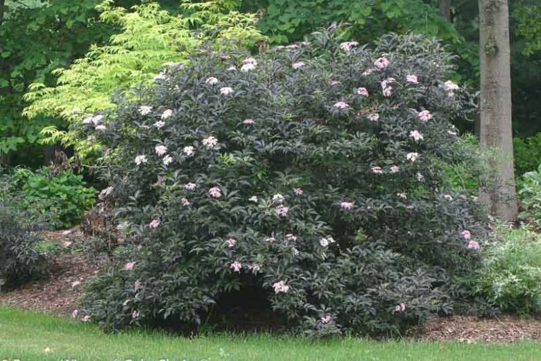 Sambucus nigra Black Beauty®, Elderberry 'Gelda', Elder 'Gelda', European Elder 'Gelda', Black Elder 'Gelda', SambucuSambucus nigra Black Beauty®, Elderberry 'Gerda', Elder 'Gerda', European Elder 'Gerda', Black Elder 'Gerda', Sambucus nigra f. porphyrophylla Black Beauty®, Sambucus Black Beauty®, Sambucus nigra f. porphyrophylla 'Gerda', Dark Foliage Shrub