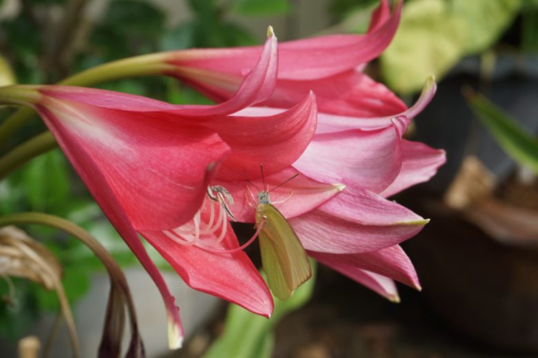 Crinum Ellen Bosanquet, Swamp Lily, Crinum x powellii, late summer flowers, Fragrant flowers, Pink Crinum, Pink Flowers