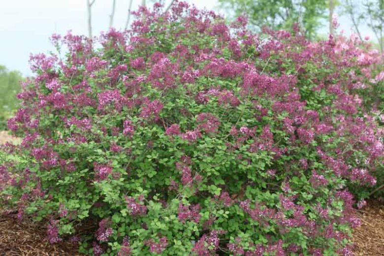 Syringa Bloomerang Dark Purple, Lilac Bloomerang Dark Purple, Bicolor Lilac, Purple lilac, Fragrant Lilac, Syringa x SMSJBP7