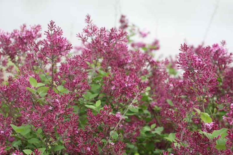 Syringa Bloomerang Dark Purple, Lilac Bloomerang Dark Purple, Bicolor Lilac, Purple lilac, Fragrant Lilac, Syringa x SMSJBP7
