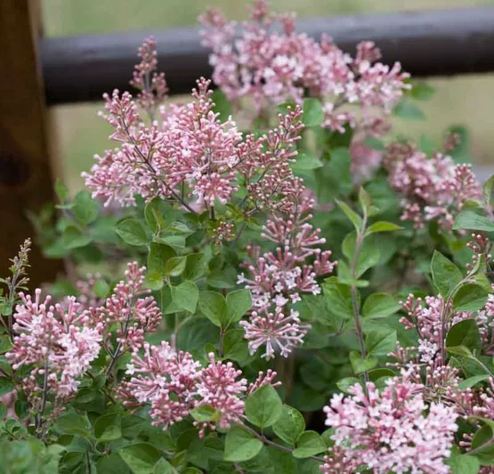 Syringa Bloomerang Pink Perfume, Lilac Bloomerang Pink Perfume, Bicolor Lilac, Pink lilac, Fragrant Lilac, Syringa x SMSJBP7