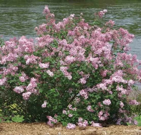 Syringa Bloomerang Pink Perfume, Lilac Bloomerang Pink Perfume, Bicolor Lilac, Pink lilac, Fragrant Lilac, Syringa x SMSJBP7